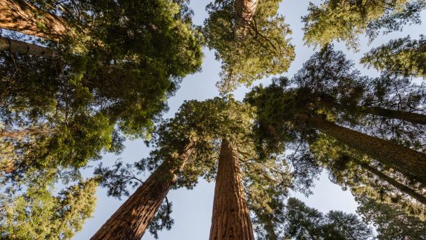 intelligent trees