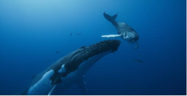 Whale Nation